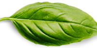 basil-leaf